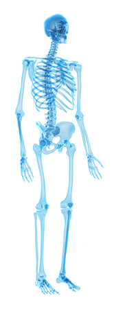 medically accurate illustration of the human skeletonの写真素材