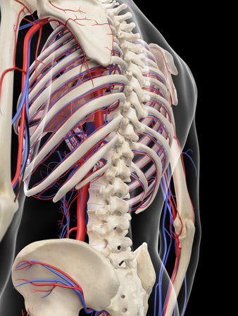 medically accurate illustration of the vascular systemの写真素材