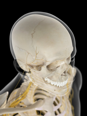 medically accurate illustration of the cervical nerves