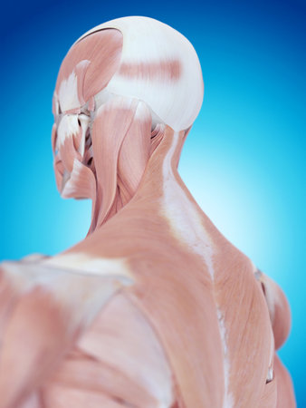 medically accurate illustration of the neck anatomyの写真素材