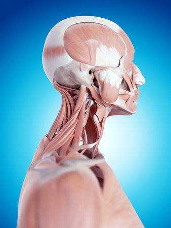medically accurate illustration of the neck anatomyの写真素材