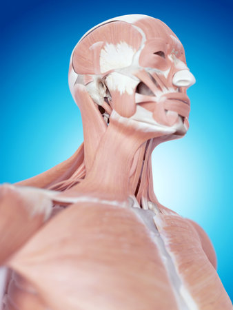 medically accurate illustration of the neck anatomyの写真素材