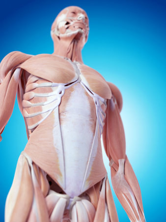 medically accurate illustration of the abdominal musclesの写真素材