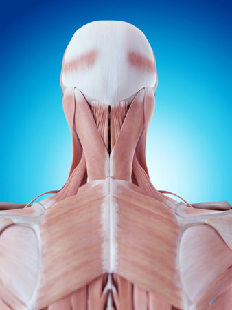 medically accurate illustration of the neck anatomyの写真素材