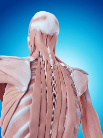 medically accurate illustration of the neck anatomyの写真素材