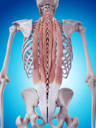 medically accurate illustration of the deep back musclesの写真素材