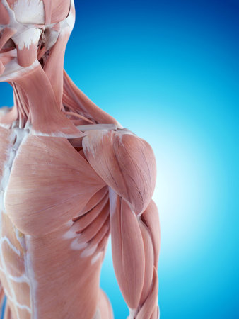 medically accurate illustration of the shoulder anatomyの写真素材