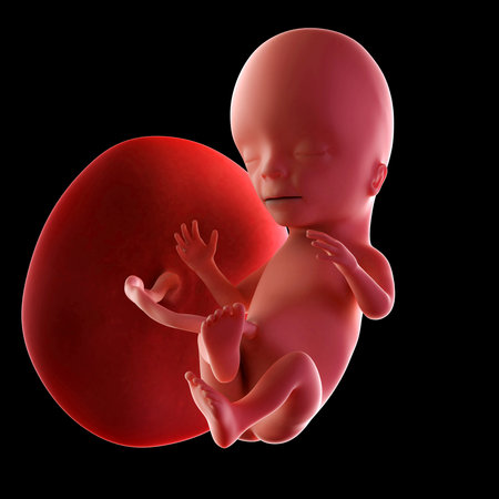 medical accurate illustration of a fetus week 15の写真素材