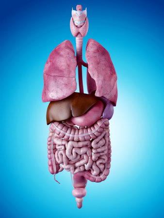 medically accurate illustration of the human organsの写真素材
