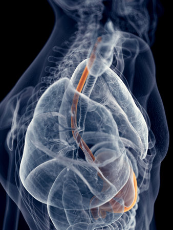 medically accurate illustration of the esophagus