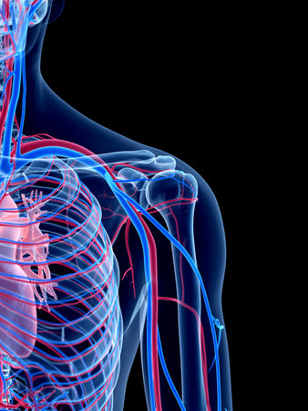 the human vascular system - the shoulder