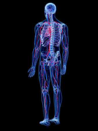 the human vascular system