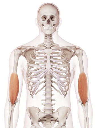 medically accurate muscle illustration of the brachialis