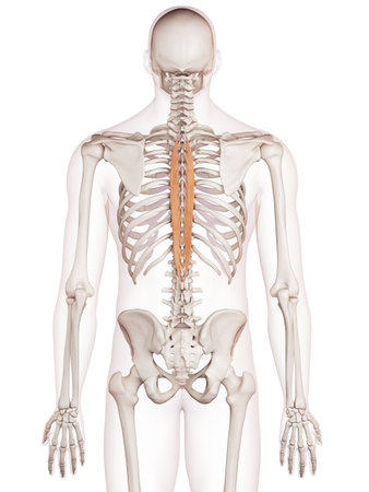 medically accurate muscle illustration of the spinalis thoracis