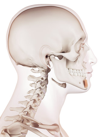 medically accurate muscle illustration of the mentalisの写真素材