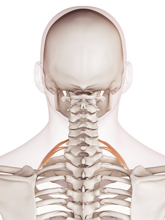 medically accurate muscle illustration of the posterior scalene