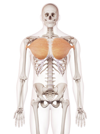 medically accurate muscle illustration of the pectoralis majorの写真素材