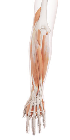 medically accurate muscle illustration of the lower arm muscles