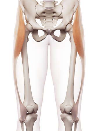 medically accurate muscle illustration of the tensor fascia lataの写真素材