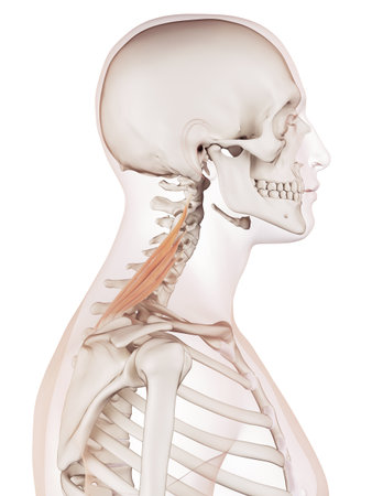 medically accurate muscle illustration of the levator scapularisの写真素材