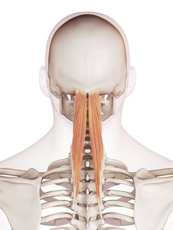 medically accurate muscle illustration of the semispinalis capitis