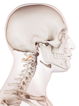 medically accurate muscle illustration of the obliquus inferior capitisの写真素材