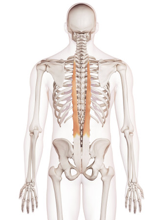 medically accurate muscle illustration of the longissimus thoracisの写真素材