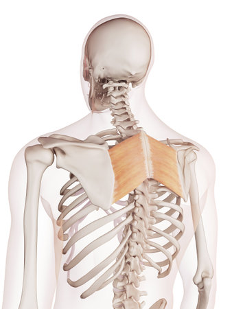 medically accurate muscle illustration of the rhomboid majorの写真素材