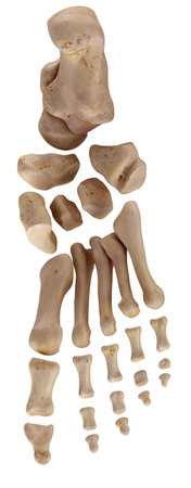 medically accurate illustration of the foot bonesの写真素材
