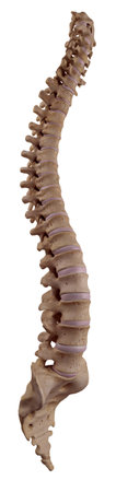 medically accurate illustration of the human spineの写真素材