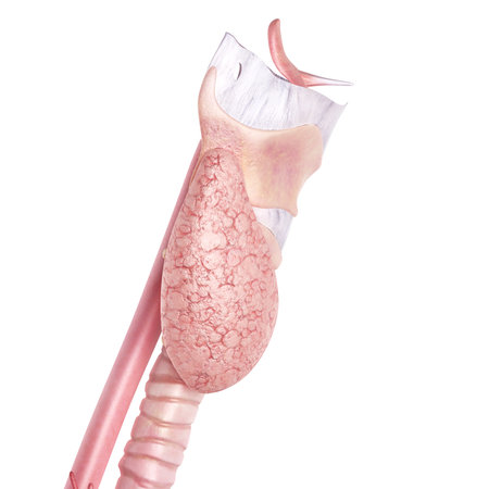 medically accurate illustration of the thyroid gland