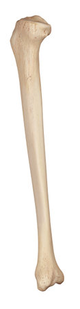 medically accurate illustration of the tibia