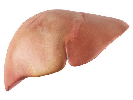 medically accurate illustration of the liverの写真素材