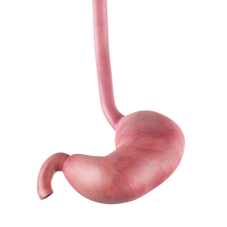 medically accurate illustration of the stomach