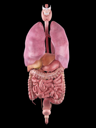 medically accurate illustration of the human organs
