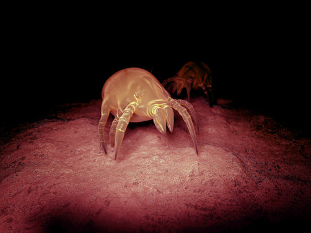 scientific illustration of a common dust mite