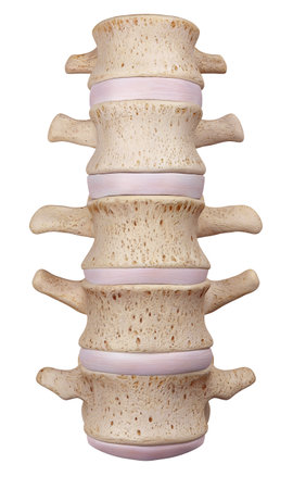 medically accurate illustration of the lumbar spine