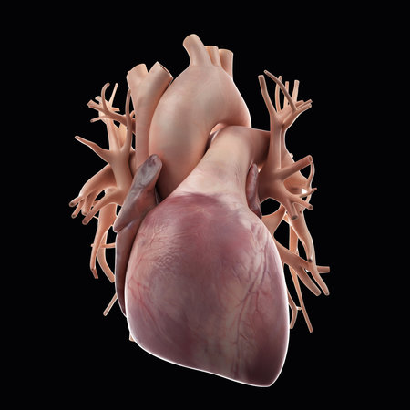medically accurate illustration of the human heartの写真素材