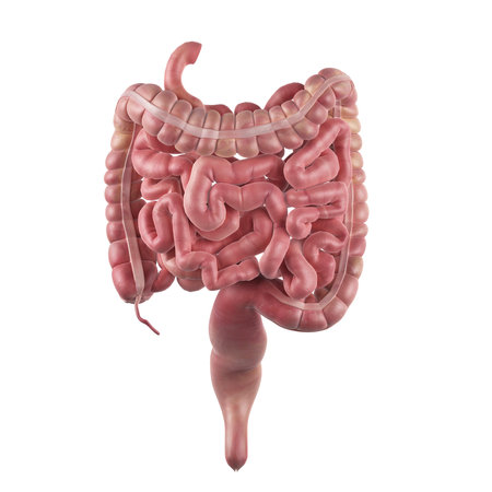 medically accurate illustration of the intestinesの写真素材