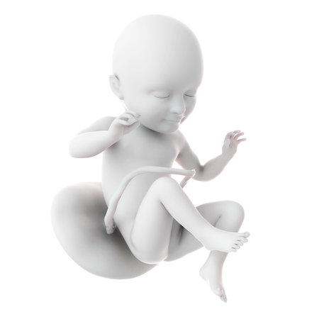 medically accurate illustration of a fetus week 34の写真素材