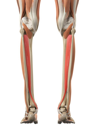 medically accurate illustration of the tibialis posteriorの写真素材