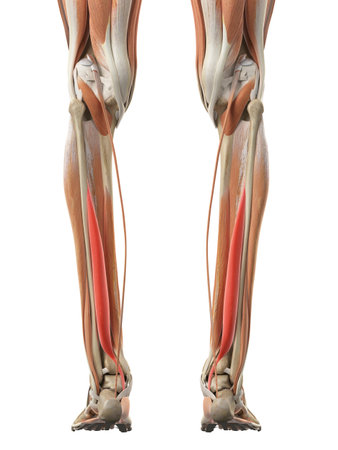 medically accurate illustration of the flexor hallucisの写真素材