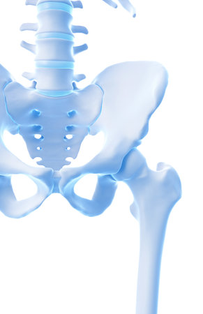 medically accurate illustration of hip boneの写真素材