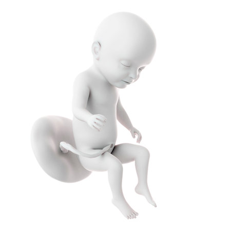 medically accurate illustration of a fetus week 31の写真素材