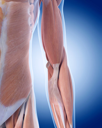 medically accurate illustration of elbow anatomyの写真素材