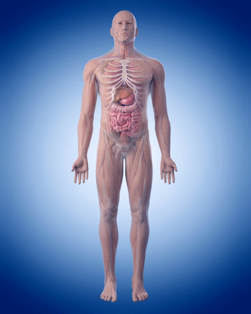 medically accurate illustration of the human anatomyの写真素材