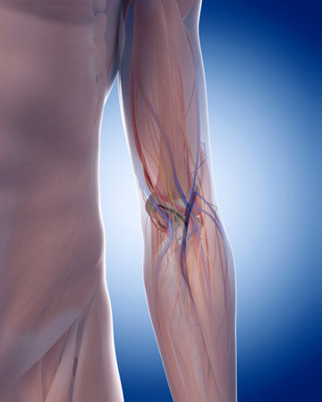 medically accurate illustration of the elbow anatomyの写真素材