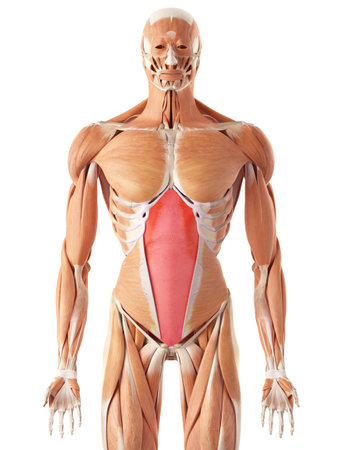 medically accurate illustration of the transversus abdominisの写真素材