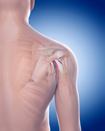 medically accurate illustration of the shoulder anatomyの写真素材
