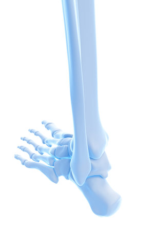 medically accurate illustration of the ankle bonesの写真素材